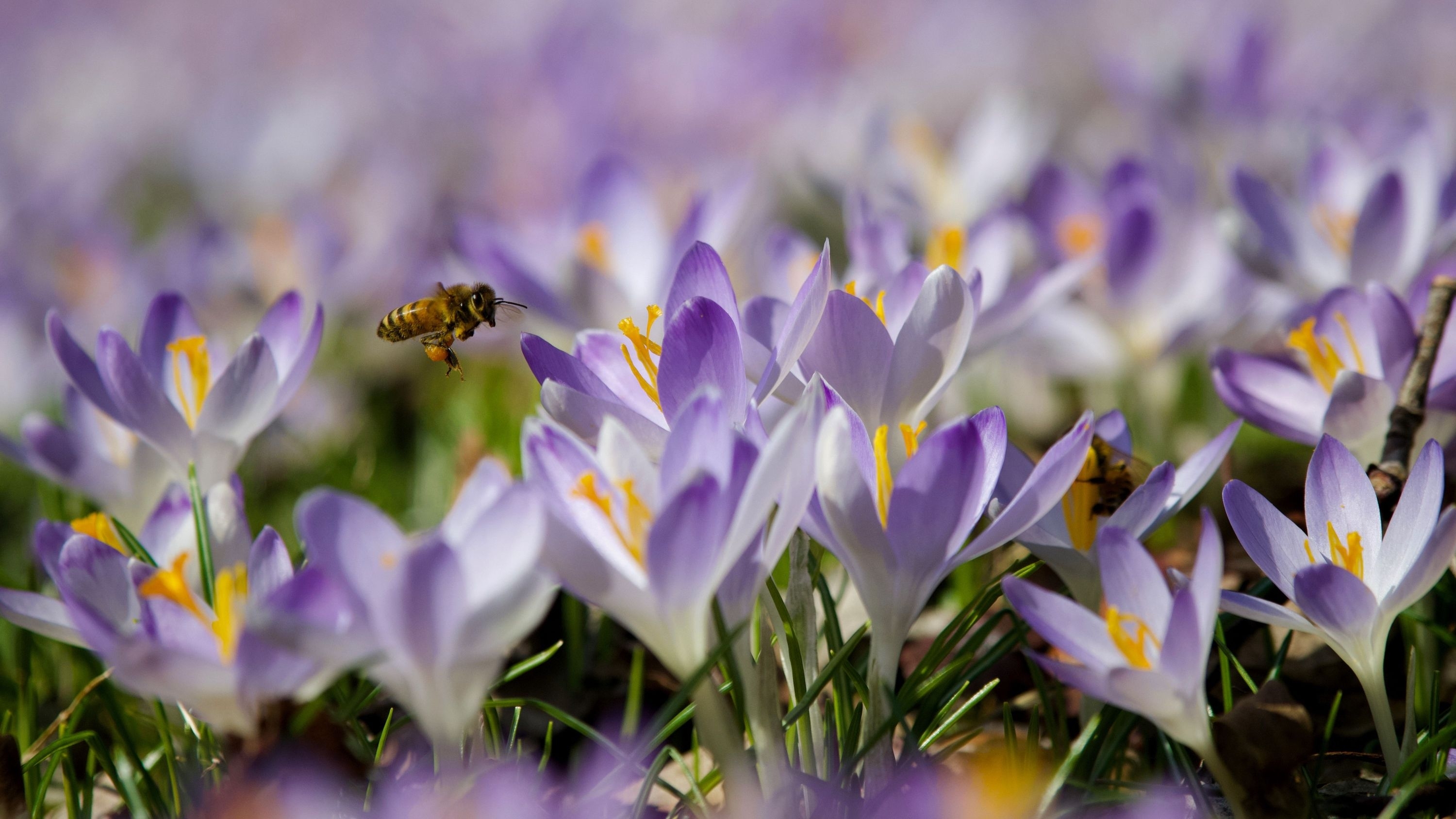 Balandis: bitės atgauna jėgas ir pradeda medunešį