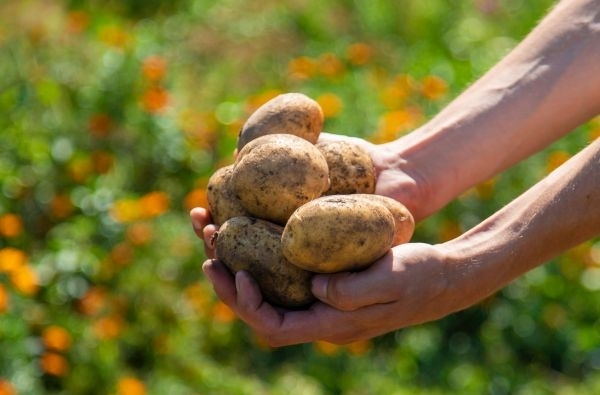 Ar jau žinote, kur sodinsite bulves?