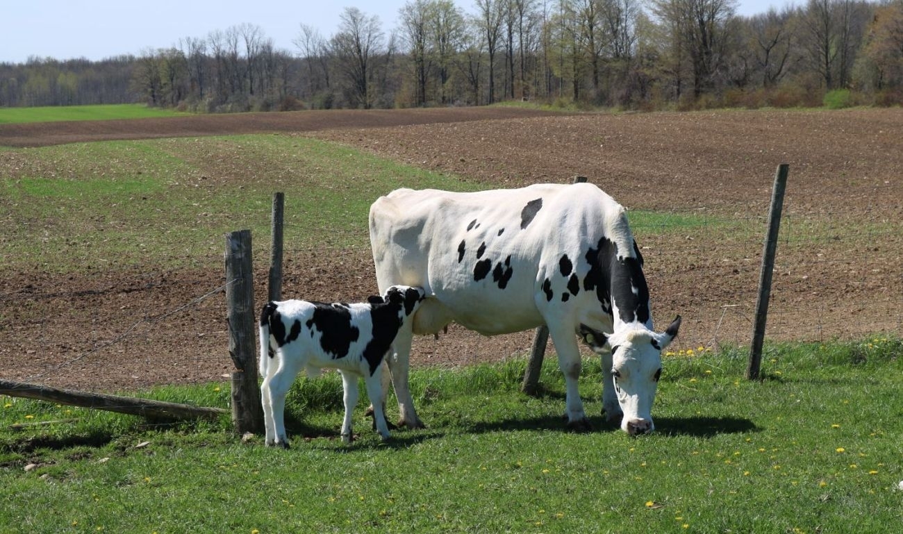 Karvių augintojų atstovas: dėl krizės pienininkai neteko 120 mln. eurų pajamų