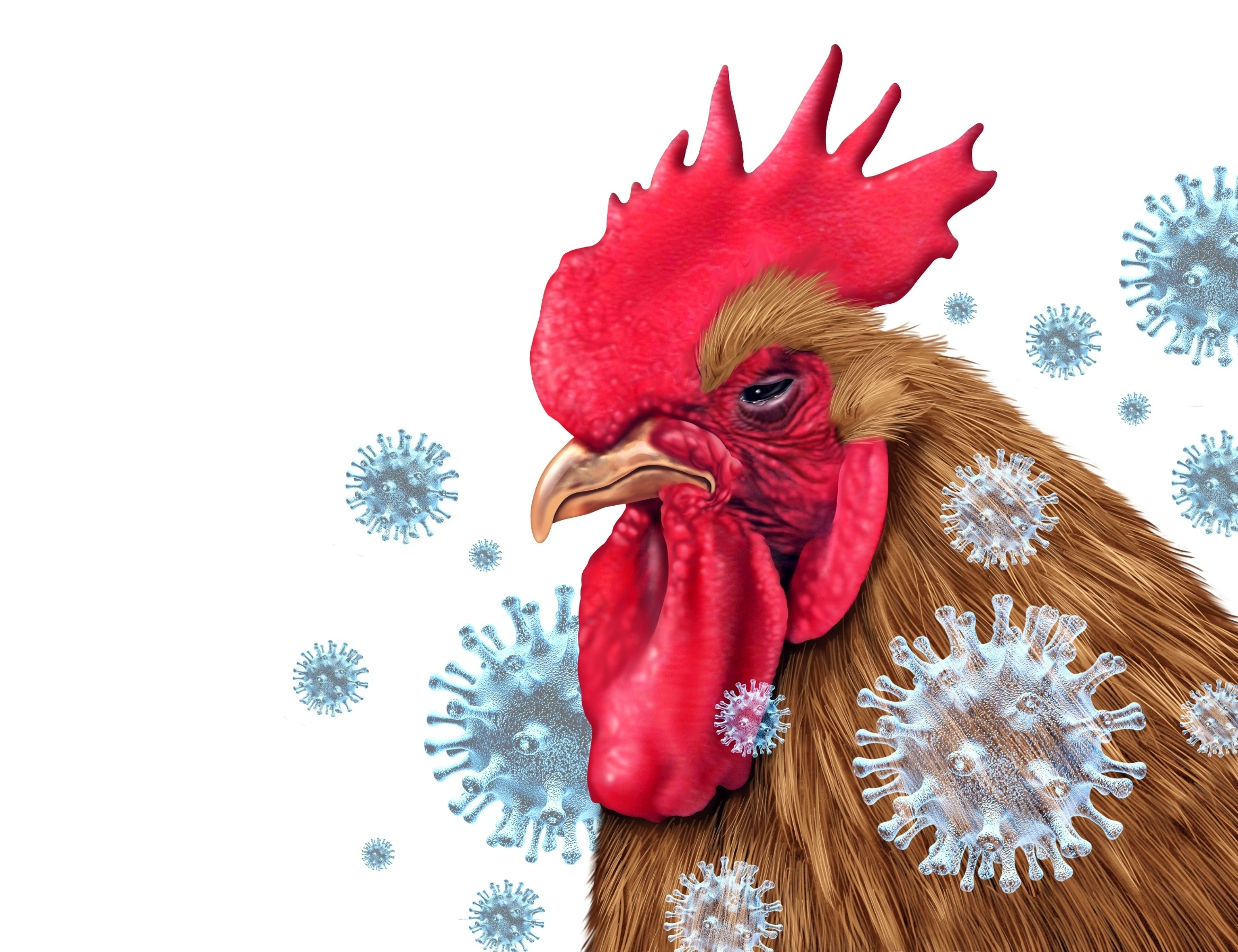 Po dvejų metų pertraukos Lietuvoje – vėl paukščių gripo židinys