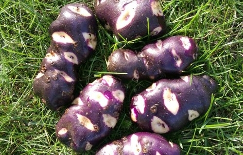 Mėlynosios bulvės: viena už kitą įdomesnės