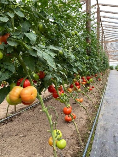 Pomidorai šiltnamyje: nuo daigo iki vaisiaus
