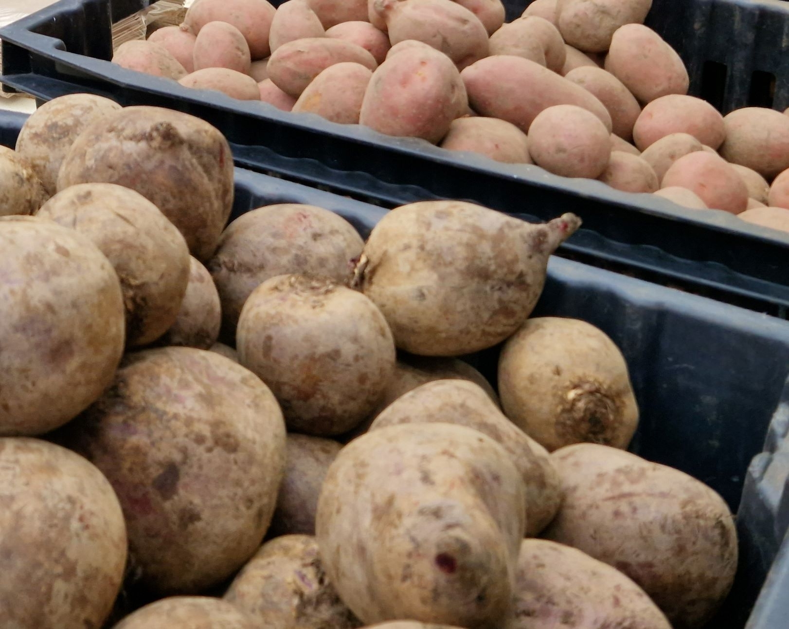 Gruodžio viduryje bulvių ir daržovių mažmeninės kainos kito nedaug