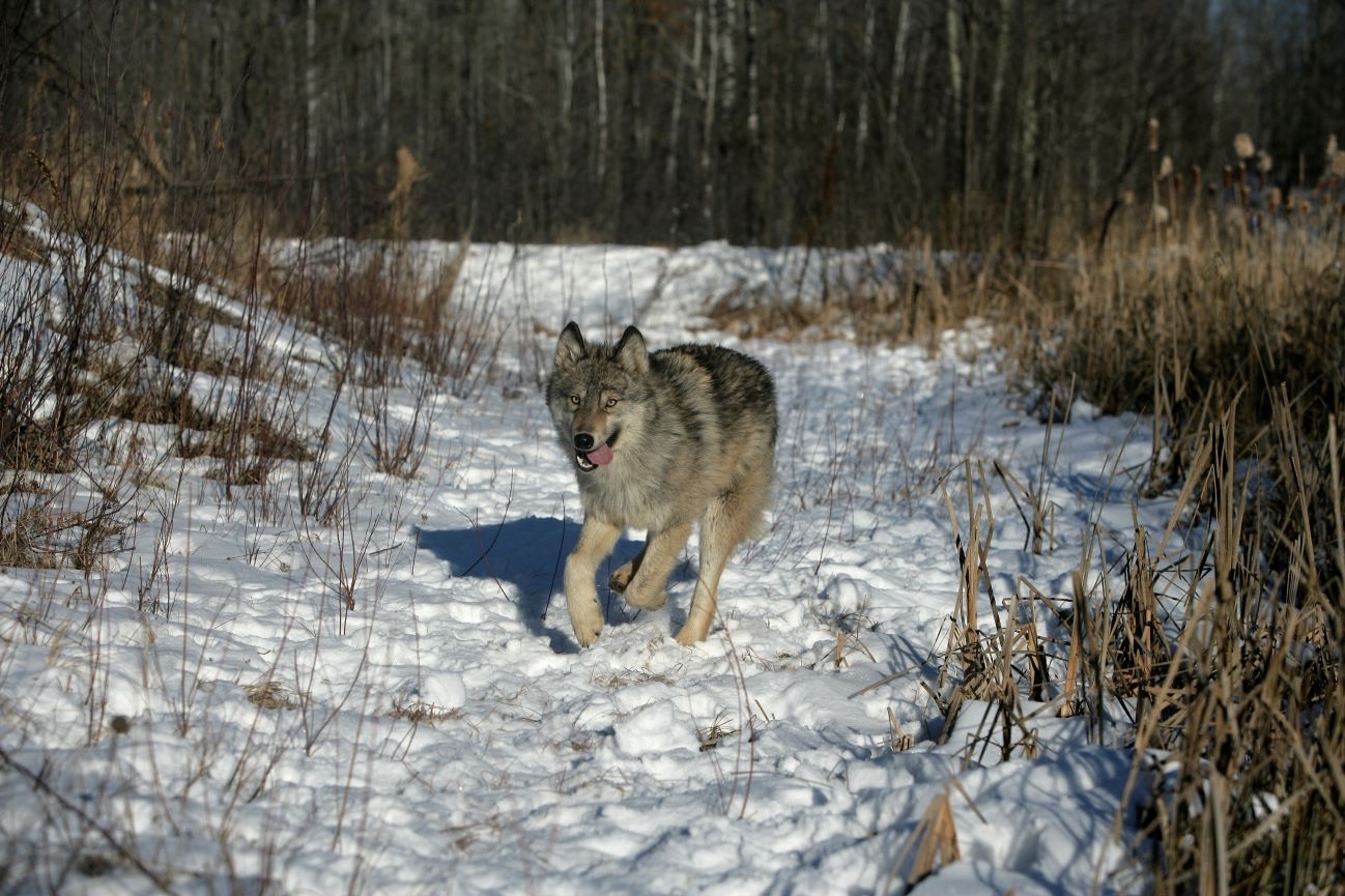 Estijoje medžios daugiau vilkų, laukiama ETT išaiškinimo
