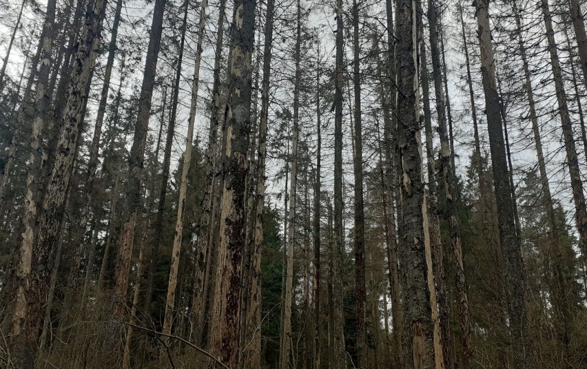 Paskelbta Lietuvos valstybinių miškų 2022 m. sanitarinės būklės apžvalga
