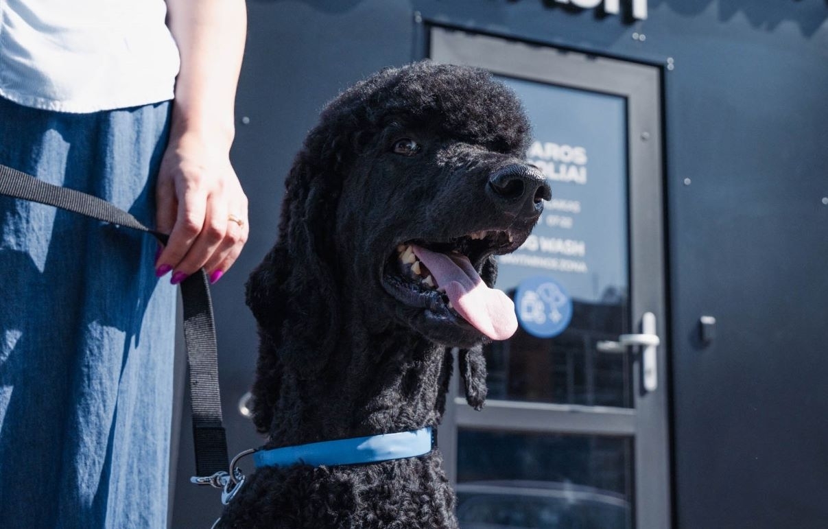 Veterinaras įspėja: šunis maudyti vasarą reikia dažniau nei kitais metų laikais