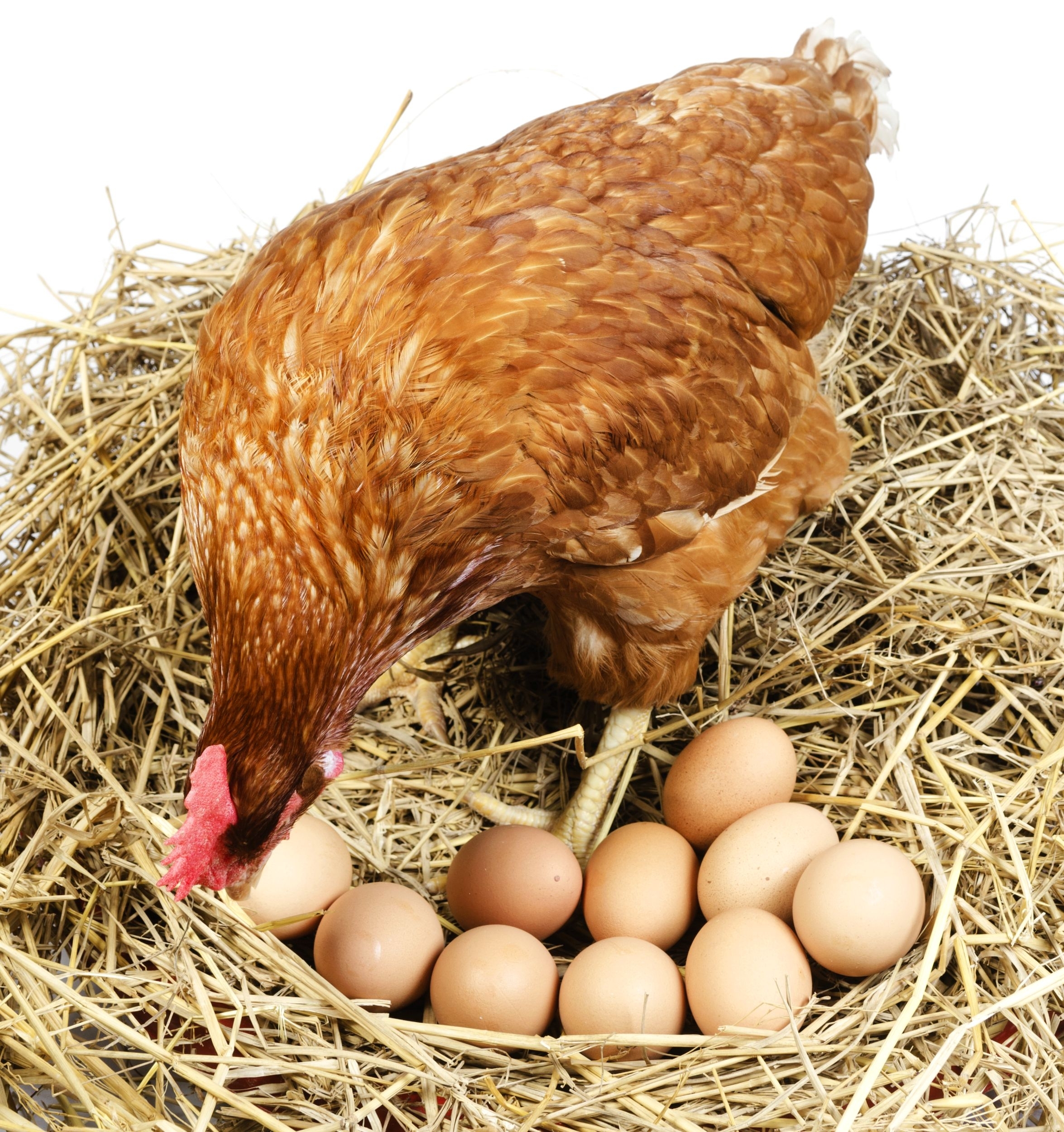 Ant Velykų stalo kiaušinių šiemet gali būti mažiau