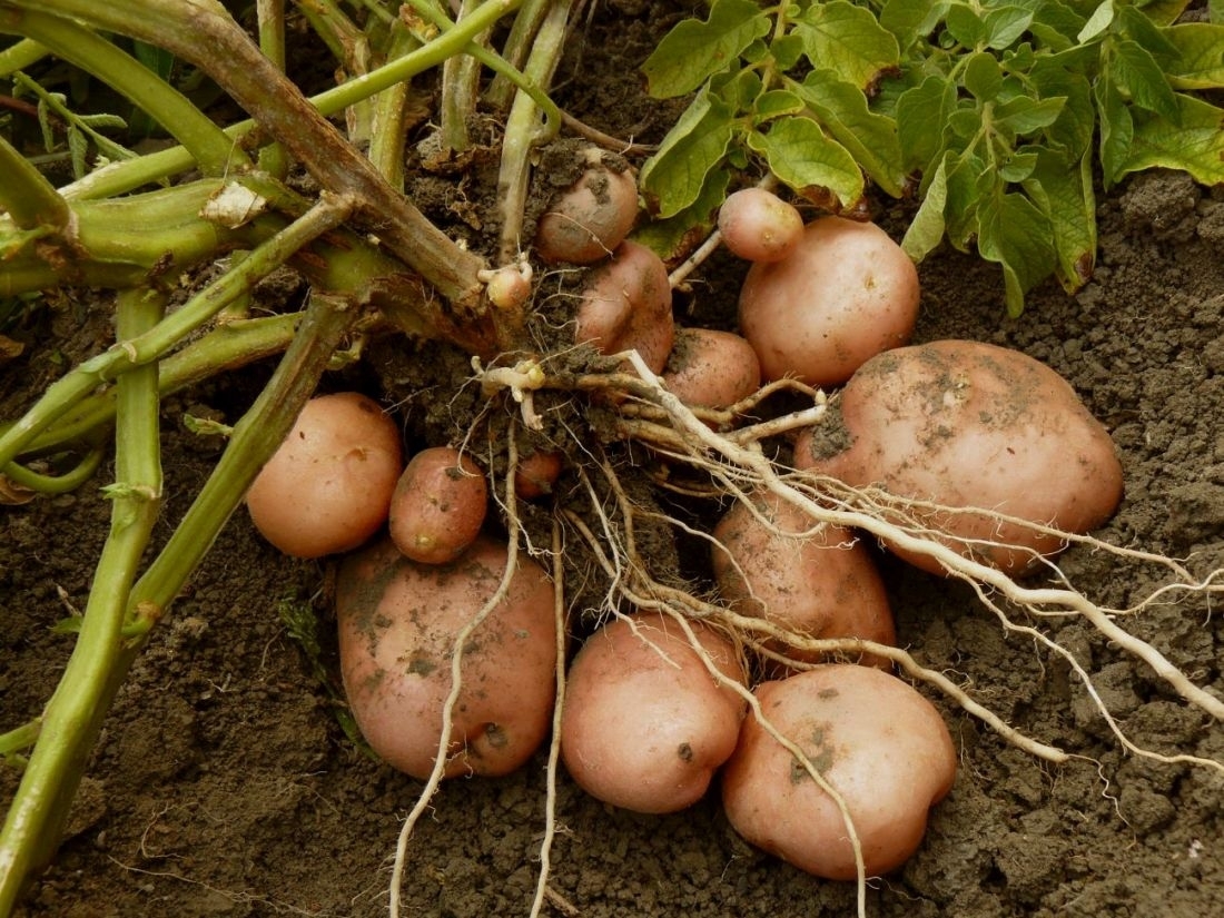 Vakarų Europoje bandoma gelbėti skęstančius bulvių derliaus likučius