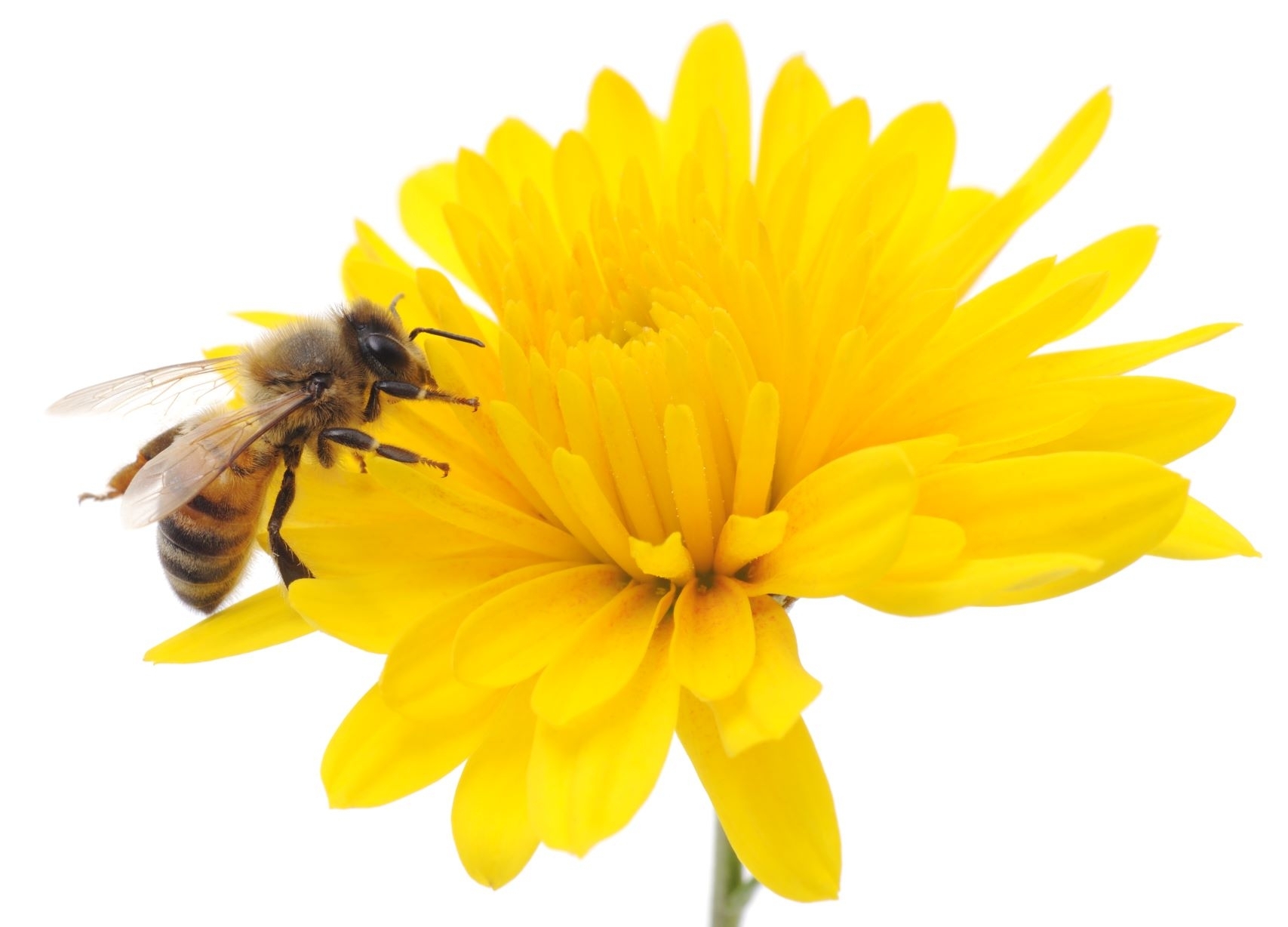Bitės ir pesticidai: griežtės rizikos vertinimas