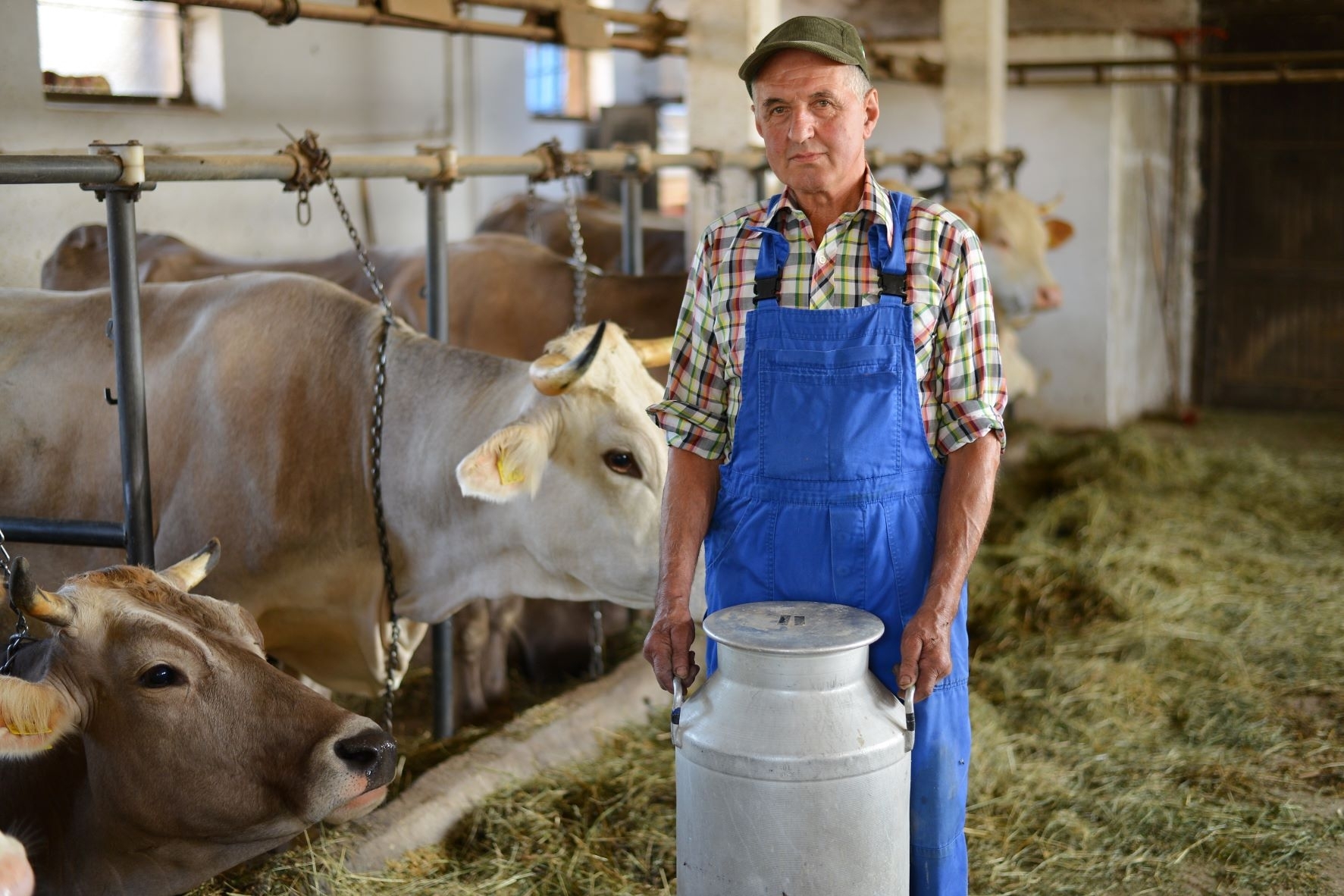 Lenkų ūkininkams apmaudu, kad kaip lietuviai negaus subsidijų už pieną