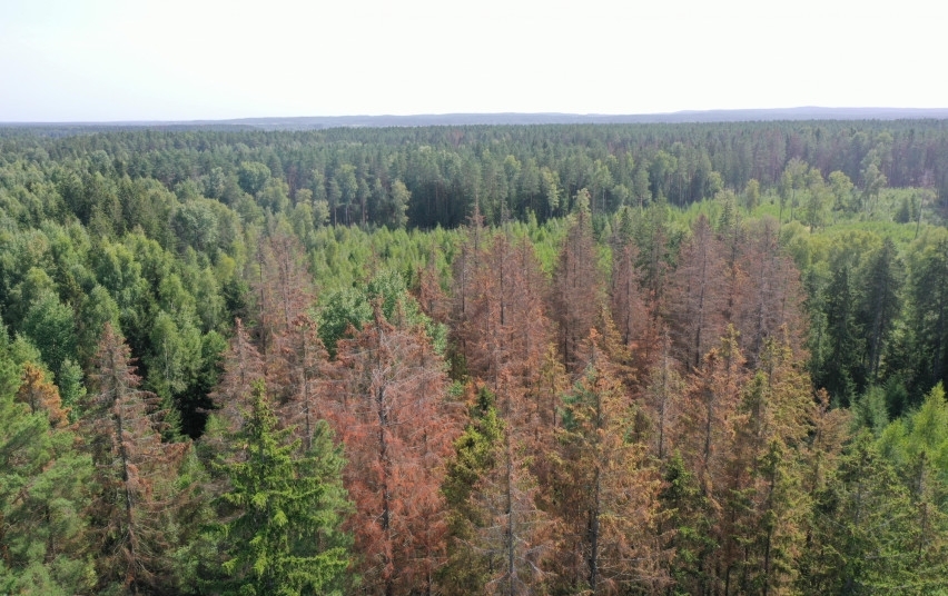 Dalyje miškų dėl medžių kenkėjų pažeidimų skelbiama stichinė nelaimė