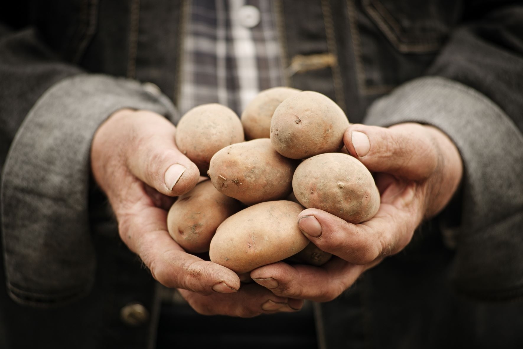 Ūkininkų siaubas – bulvių ligos: kas gali sunaikinti ištisą derlių 