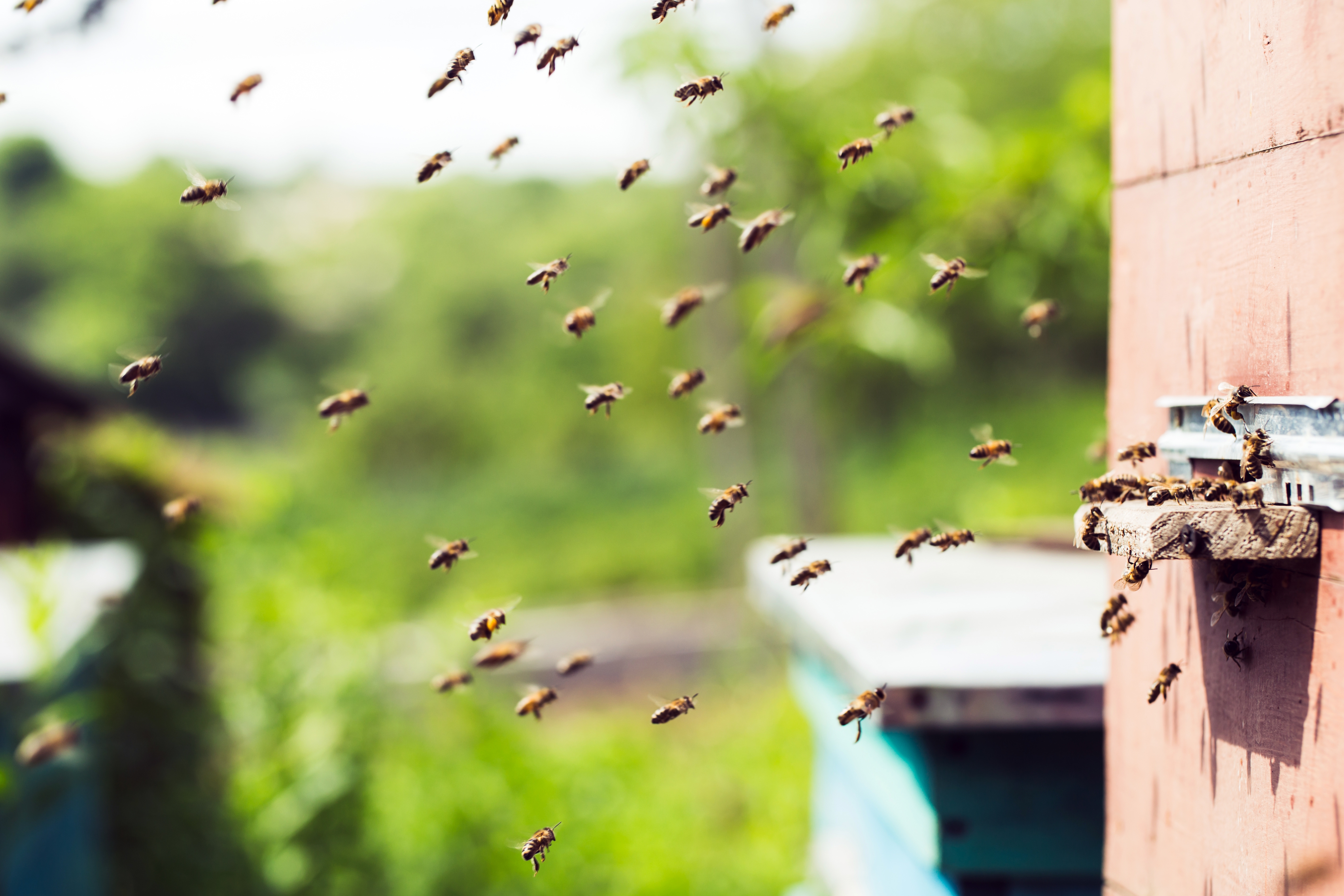 Virusas sulygino visus: ar lietuviškas medus nurungs kinišką?