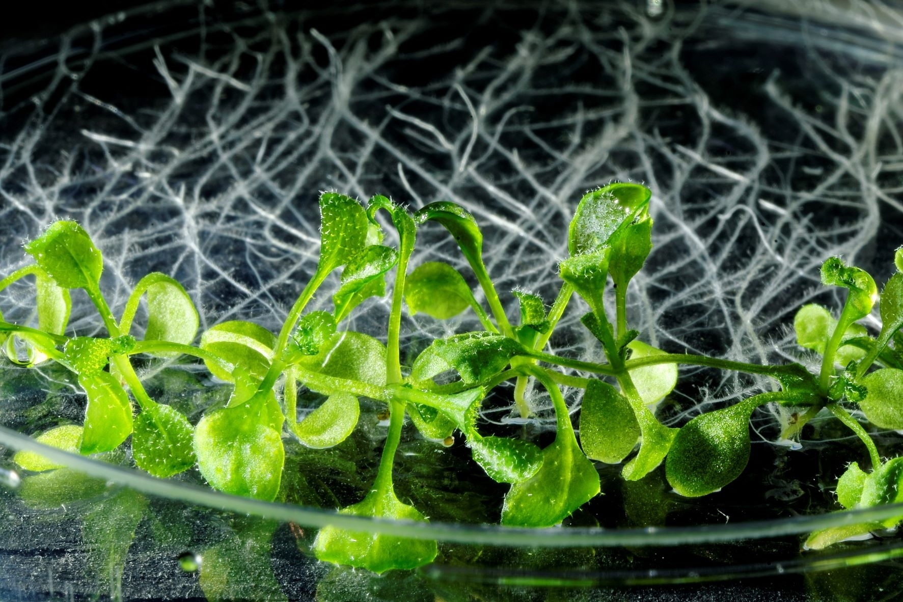 Augalai vengia pavojingų mutacijų