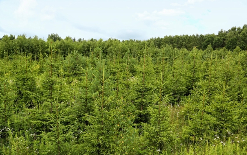 Paprastesnės privačių miškų miškotvarkos projektų rengimo ir derinimo procedūros
