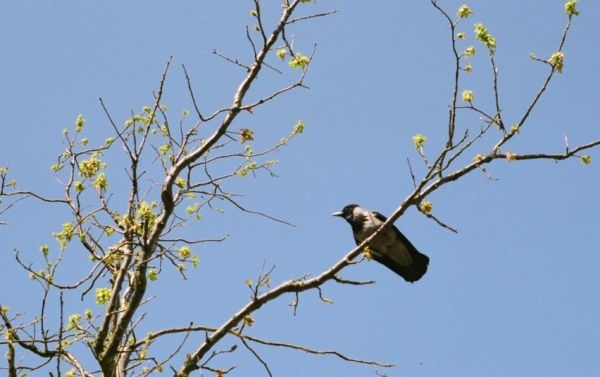 Įsigalioja draudimas paukščių perėjimo laikotarpiu kirsti medžius