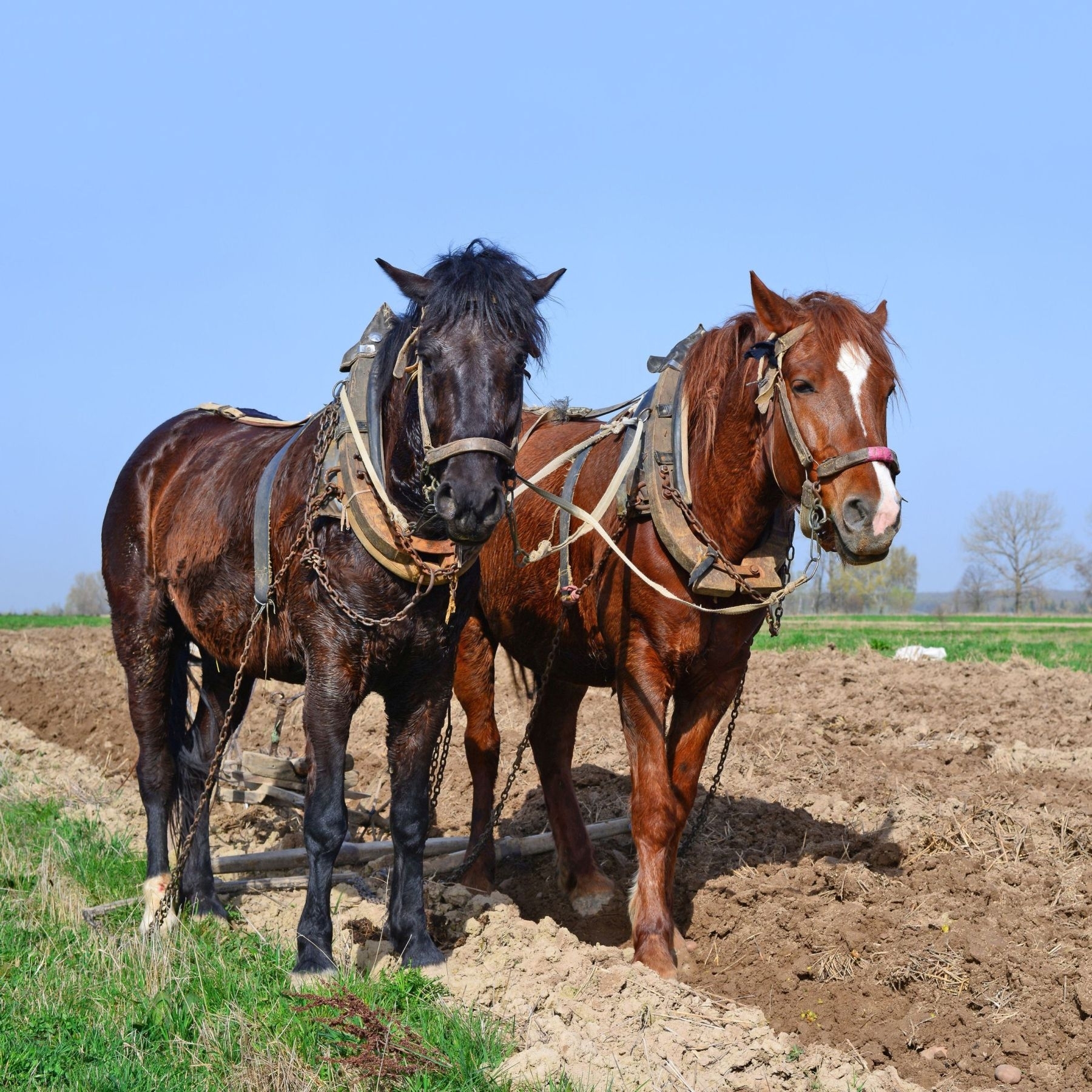Arimo arkliais varžybose varžėsi ir dešimtmetis – tradiciją perėmė iš senelio