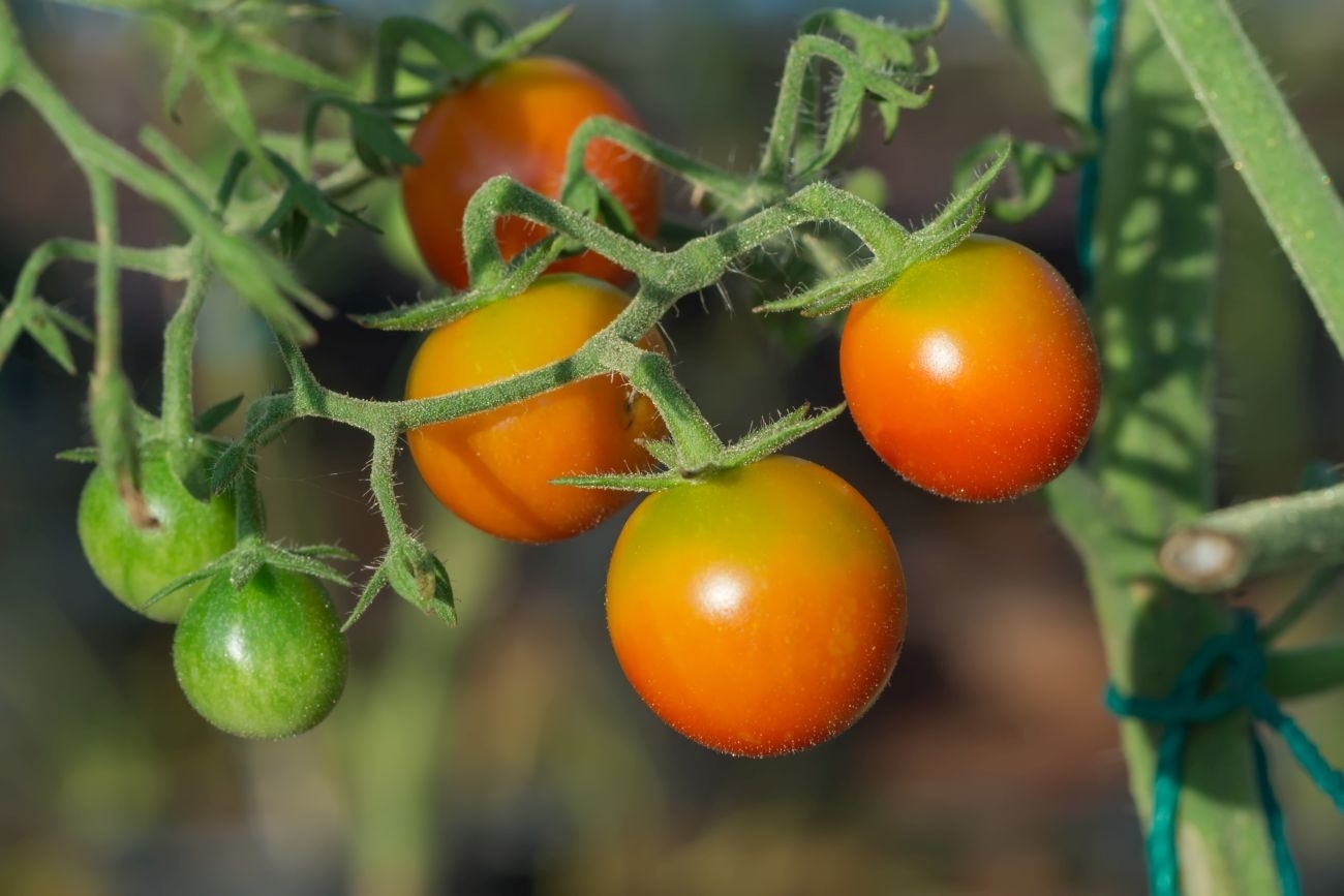 Už saugomos pomidorų veislės auginimą ūkininkui – vieneri metai už grotų, tačiau sukčiauja ir valstybės