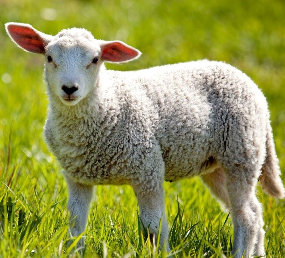 Avių ir ožkų augintojai vis dar nenoriai registruoja kergimus