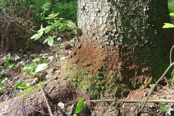 Žievėgraužis tipografas dar aktyviai graužia egles, dėl sausų orų dar tinkamas metas jas išvežti