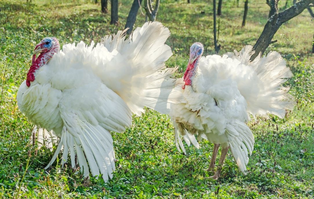 „Krekenavos agrofirma“ už „Arvi kalakutų“ verslą ir turtą sumokėjo 6,5 mln. eurų