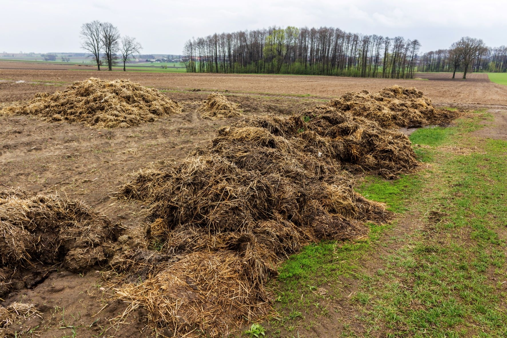 Nyderlandai klimpsta mėšlo politikos krizėje