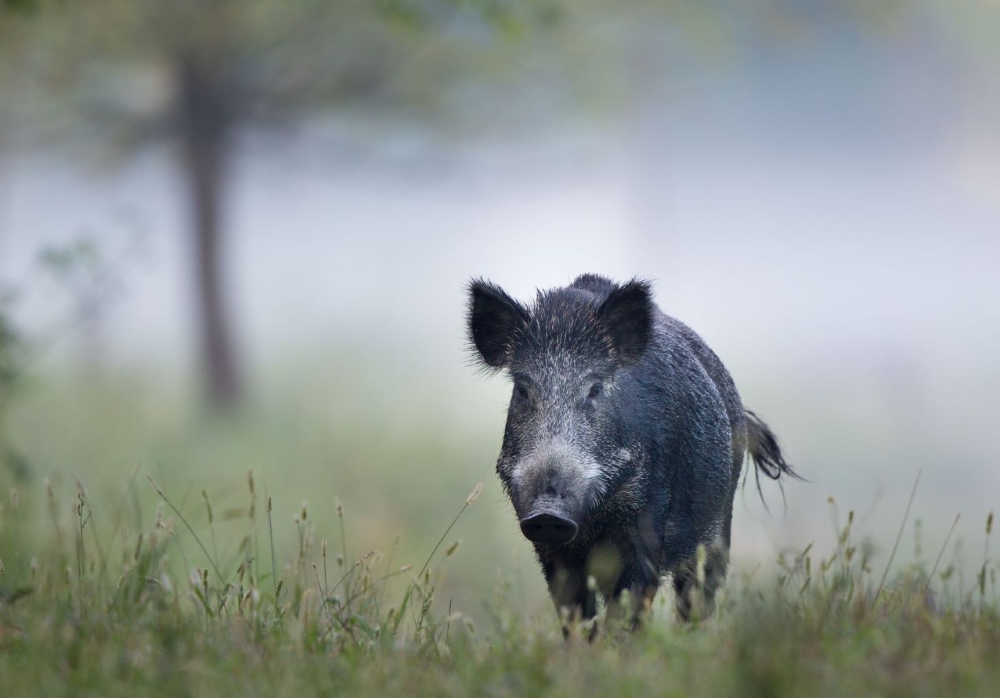 Veterinarijos ekspertų dėmesys – šalių patirtims kovojant su AKM