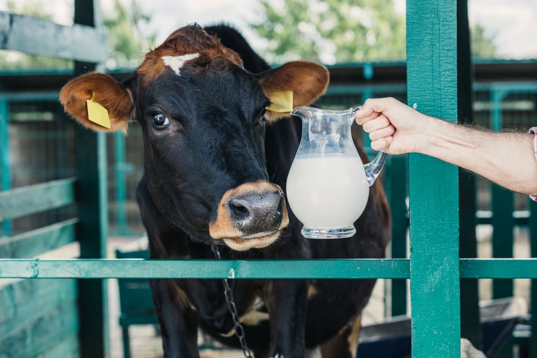 Žvilgsnis į sausį: vidutinės pieno supirkimo kainos ir supirktas pienas