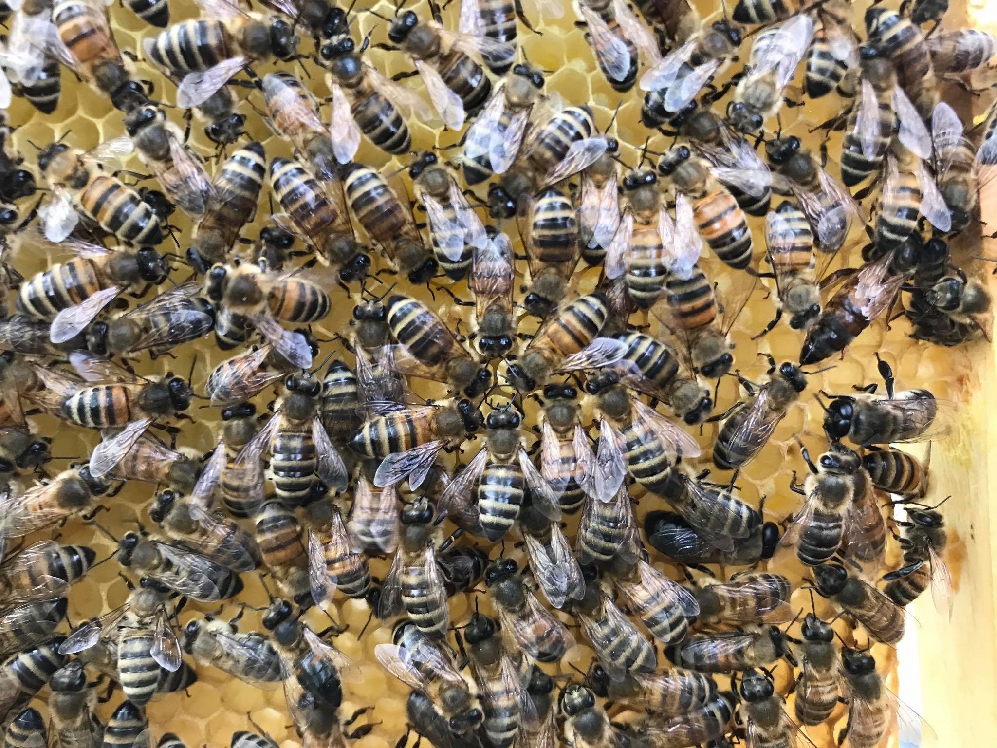 Apnuodijo bites