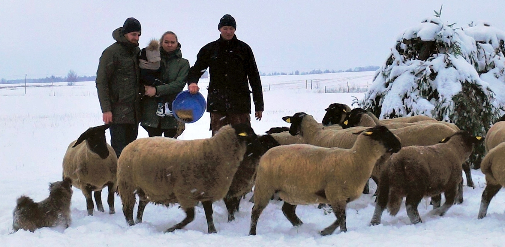 Avių augintojų verslo sėkmė – dėmesys jų veisimui