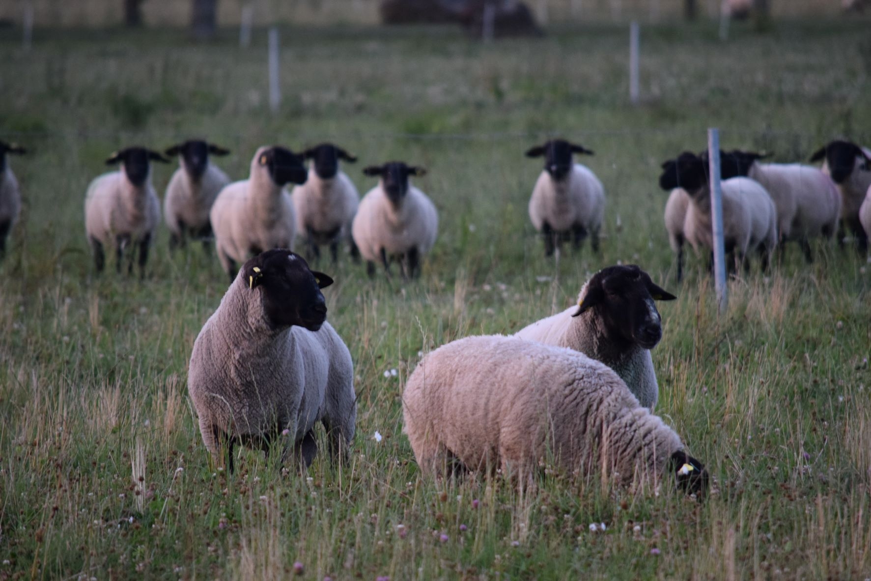 Avys – ne tik sodybų puošmena