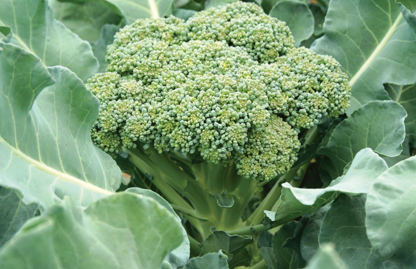 Brokoliai „žydi“ ne tik žaliai