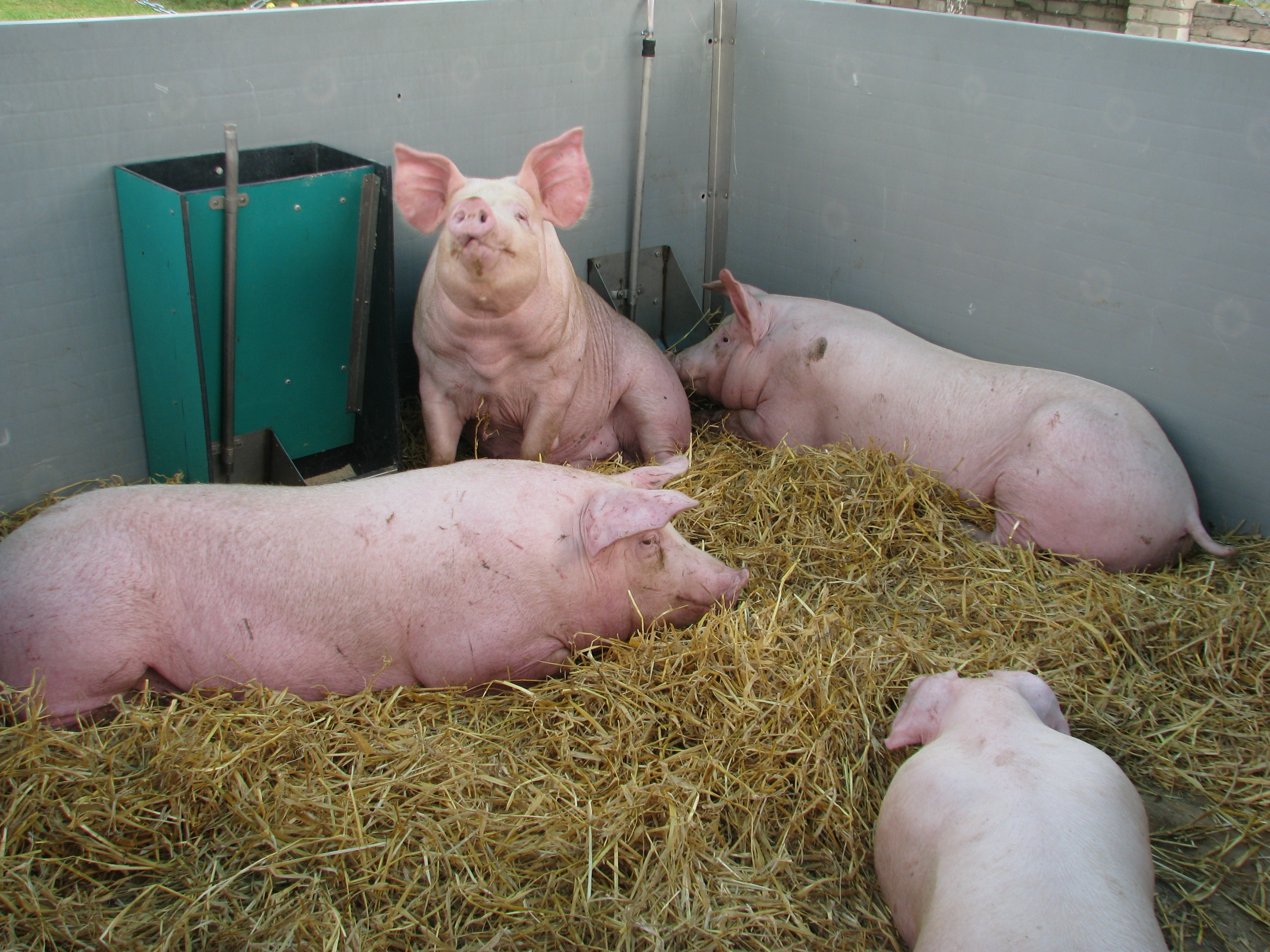 Nesilaikantiems reikalavimų kiaulių augintojams – griežtos baudos 