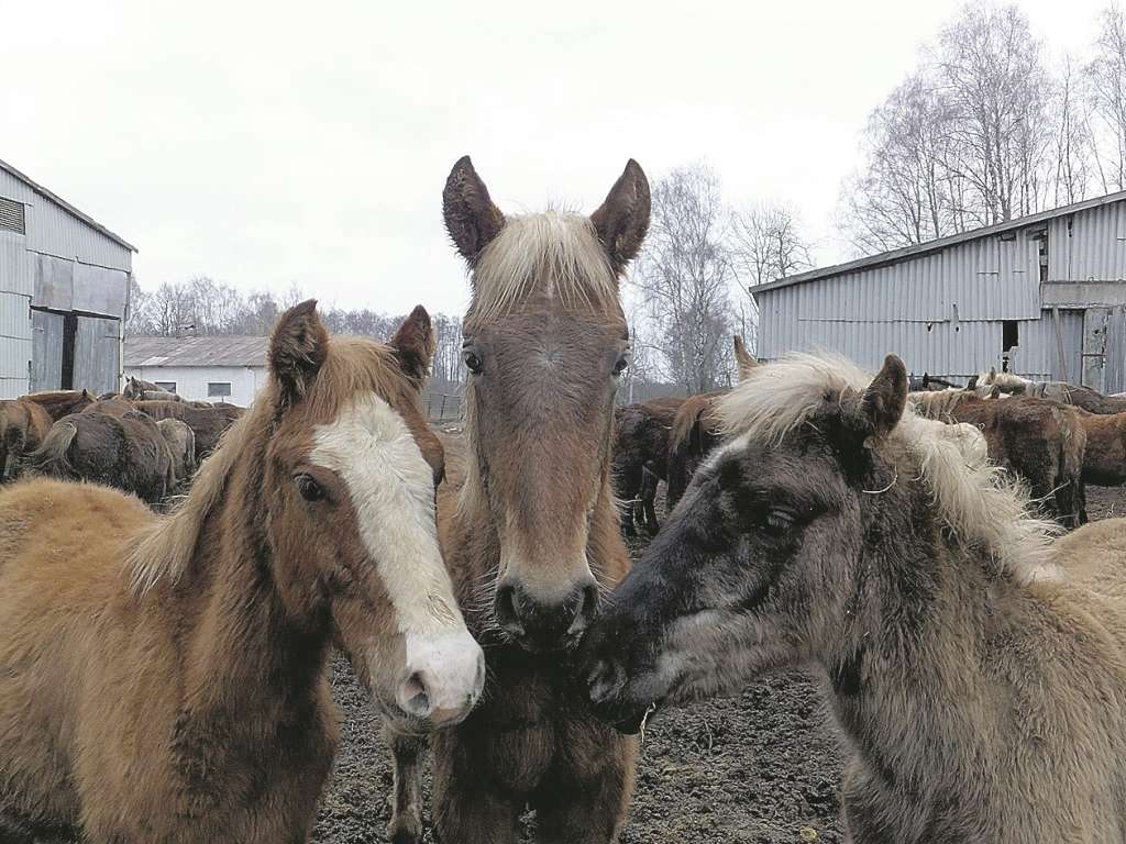 Sartų žirgininkų išgelbėti arkliai laukia pirkėjų