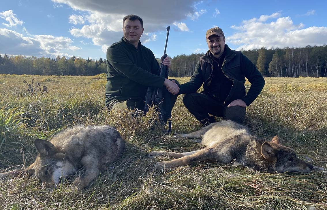 Vilkų medžioklės ypatumai Baltarusijos miškuose