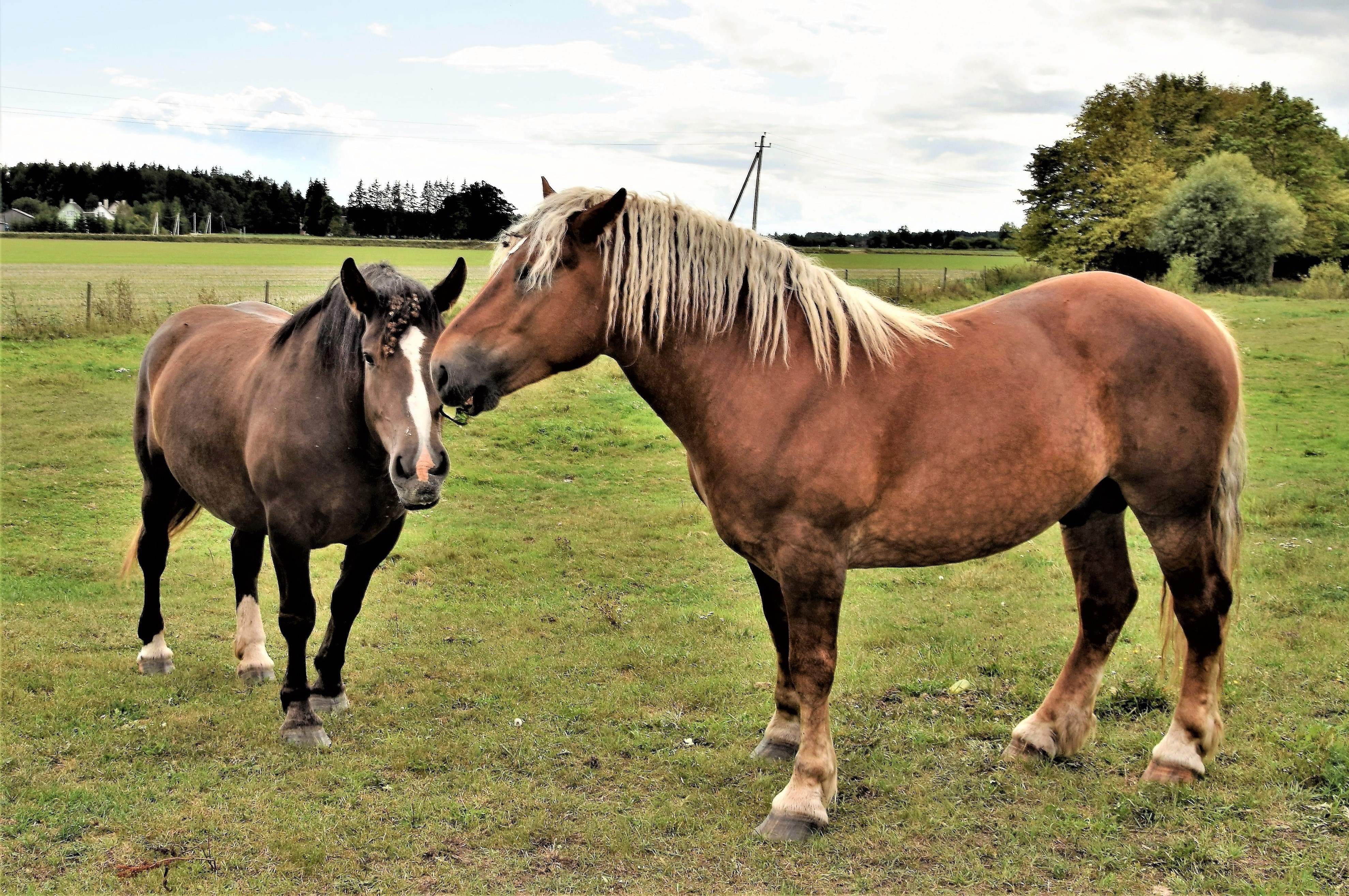 Trijų ūkių puošmena – galiūnai arkliai