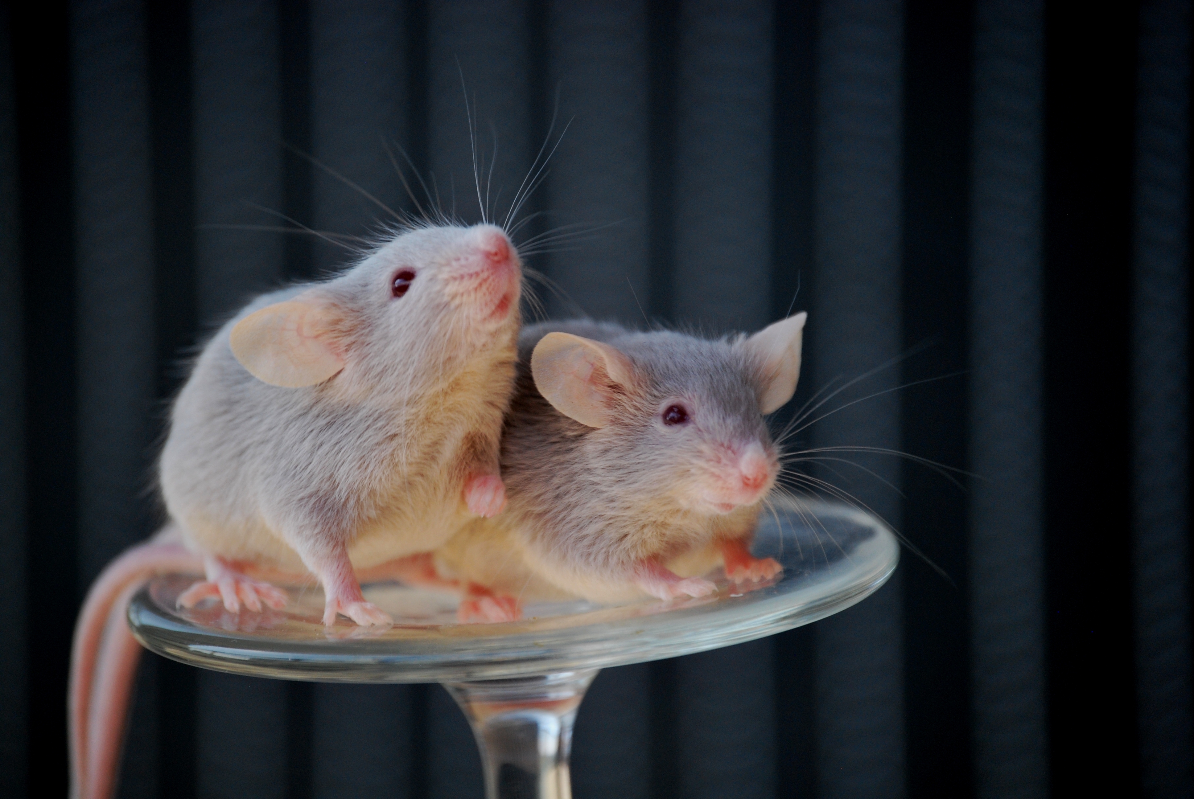 Sėkmę garantuos namuose auginamos ypatingos pelės