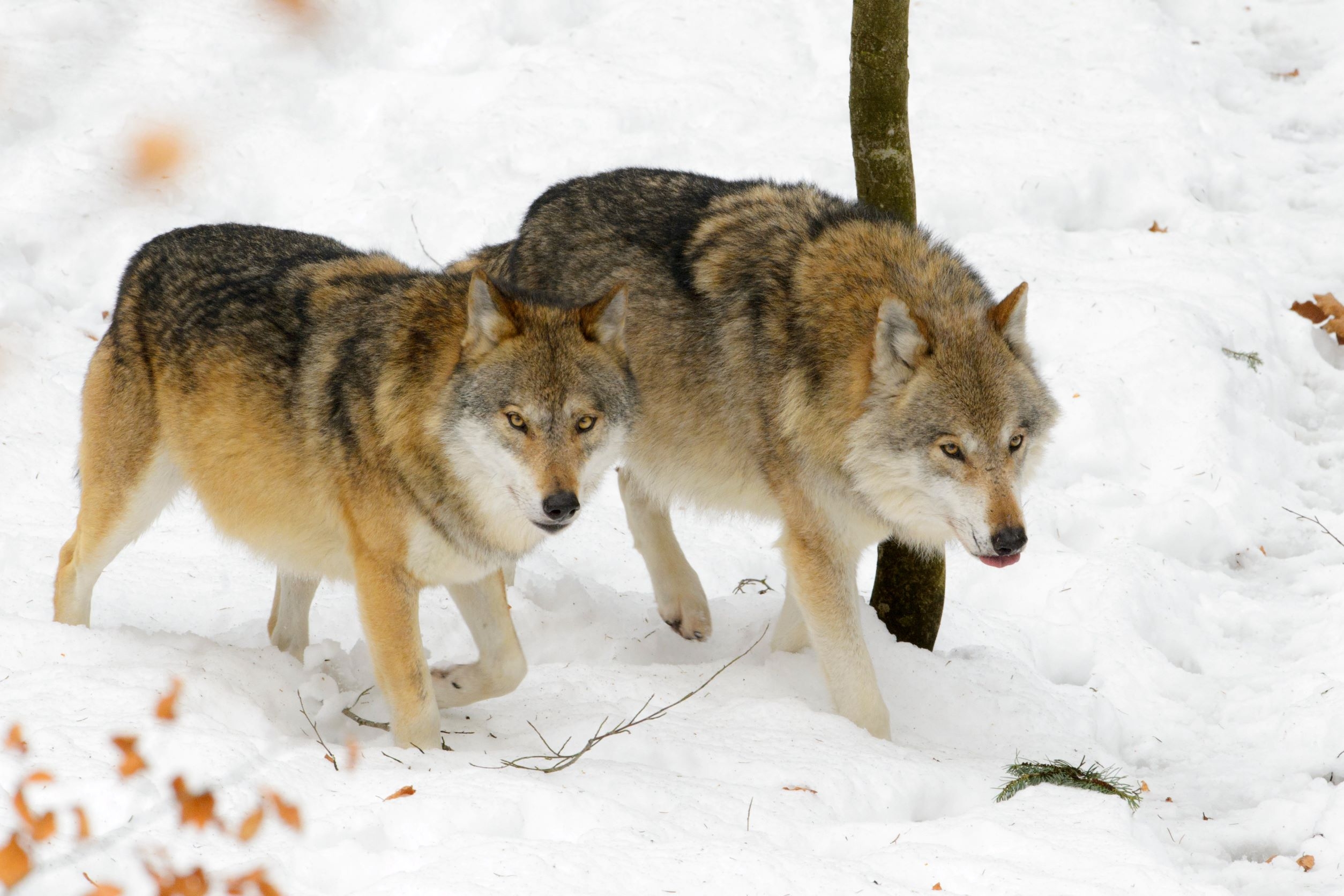 Plėšrūnų globėjai užaugino solidžią vilkų populiaciją