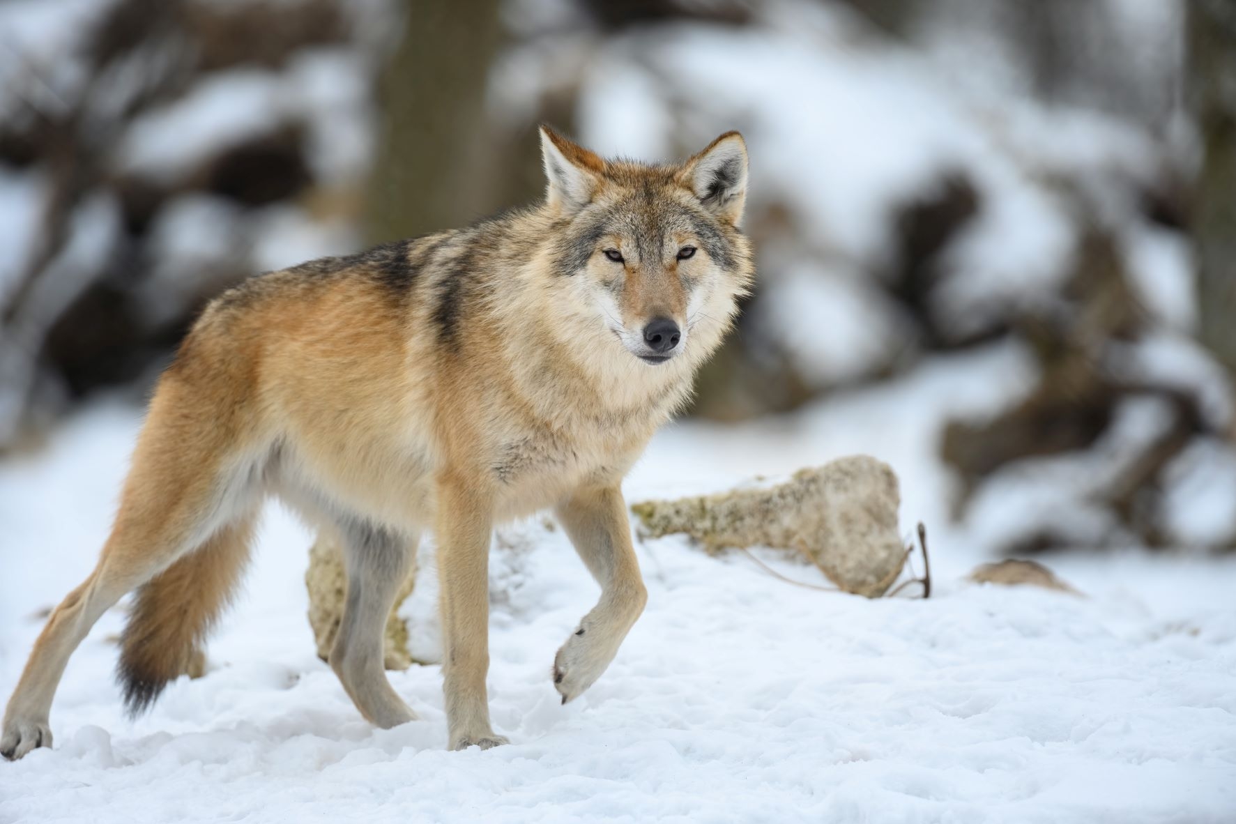 Strasbūre nutarta vilkų problemą spręsti iš esmės