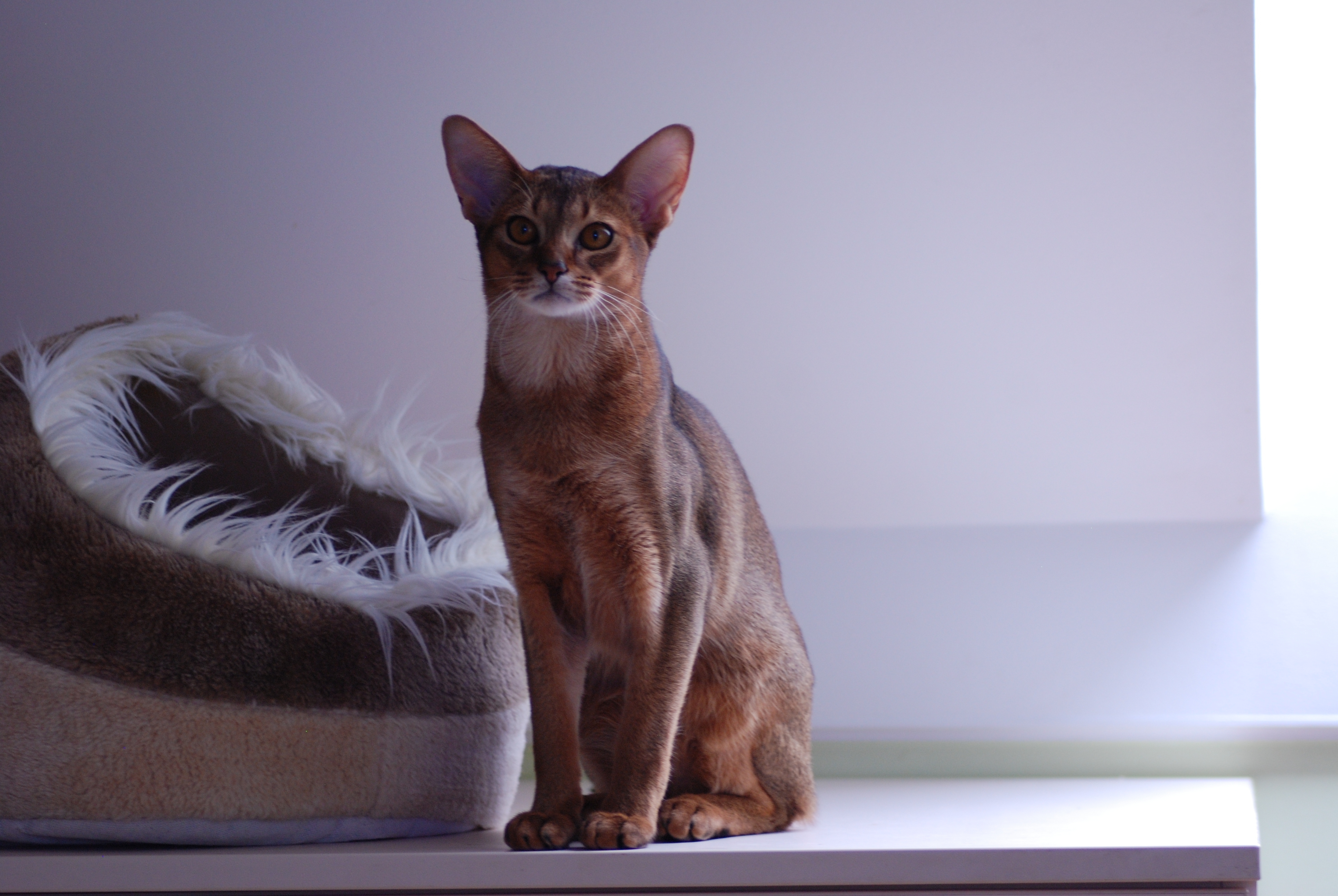Abisinijos katės – elegantiškos ir egzotiškos