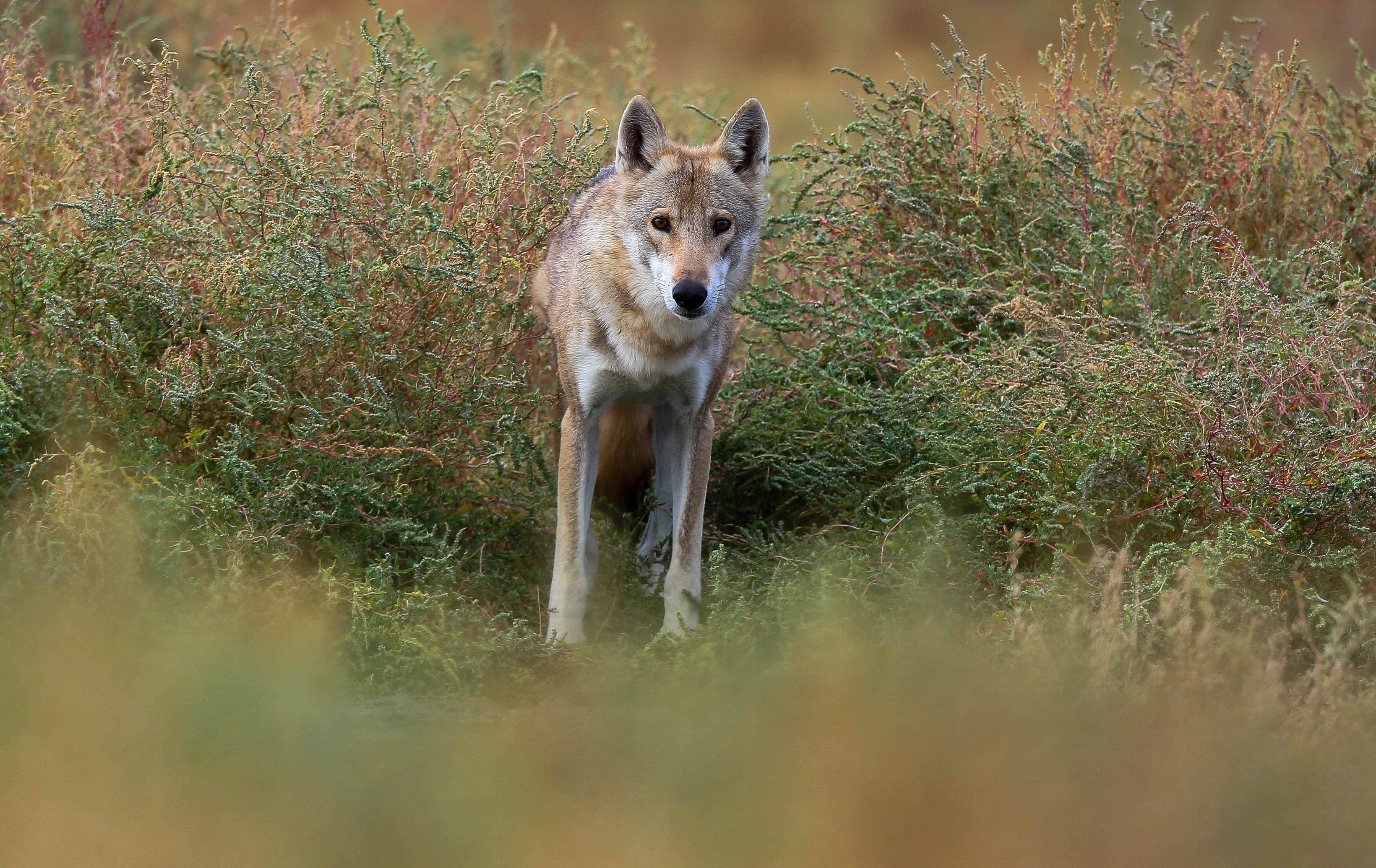 Apsaugai nuo vilkų – europinė parama