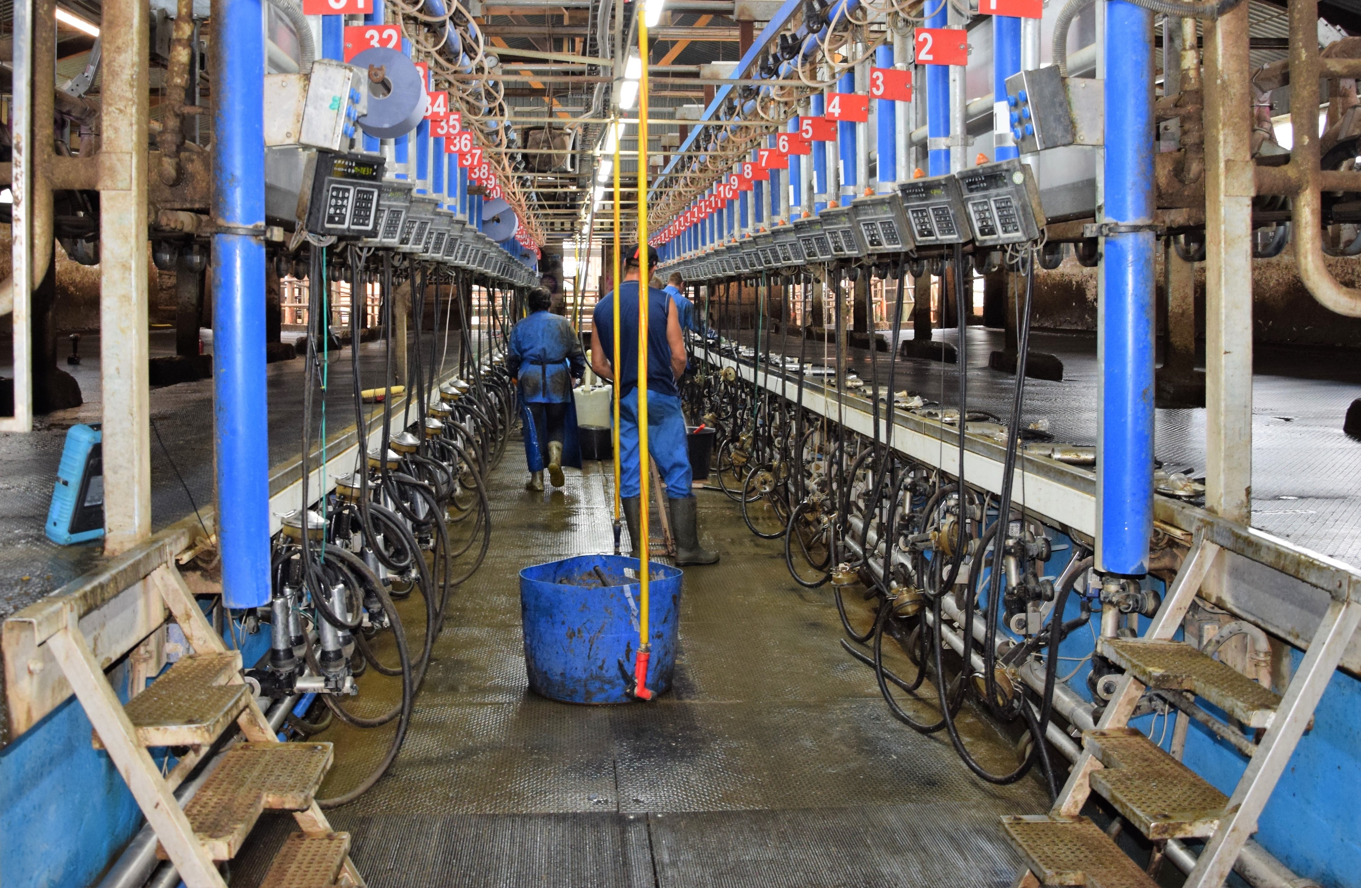 Vaškų žemės ūkio bendrovė pieną nusprendė parduoti lenkams