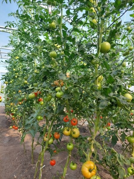 Spalvingame pomidorų pasaulyje naujas vardas – ‘Alvita’