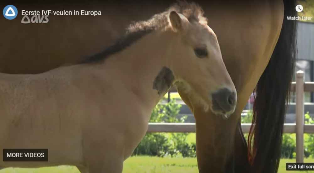 Pirmasis Europoje kumeliukas „iš mėgintuvėlio“