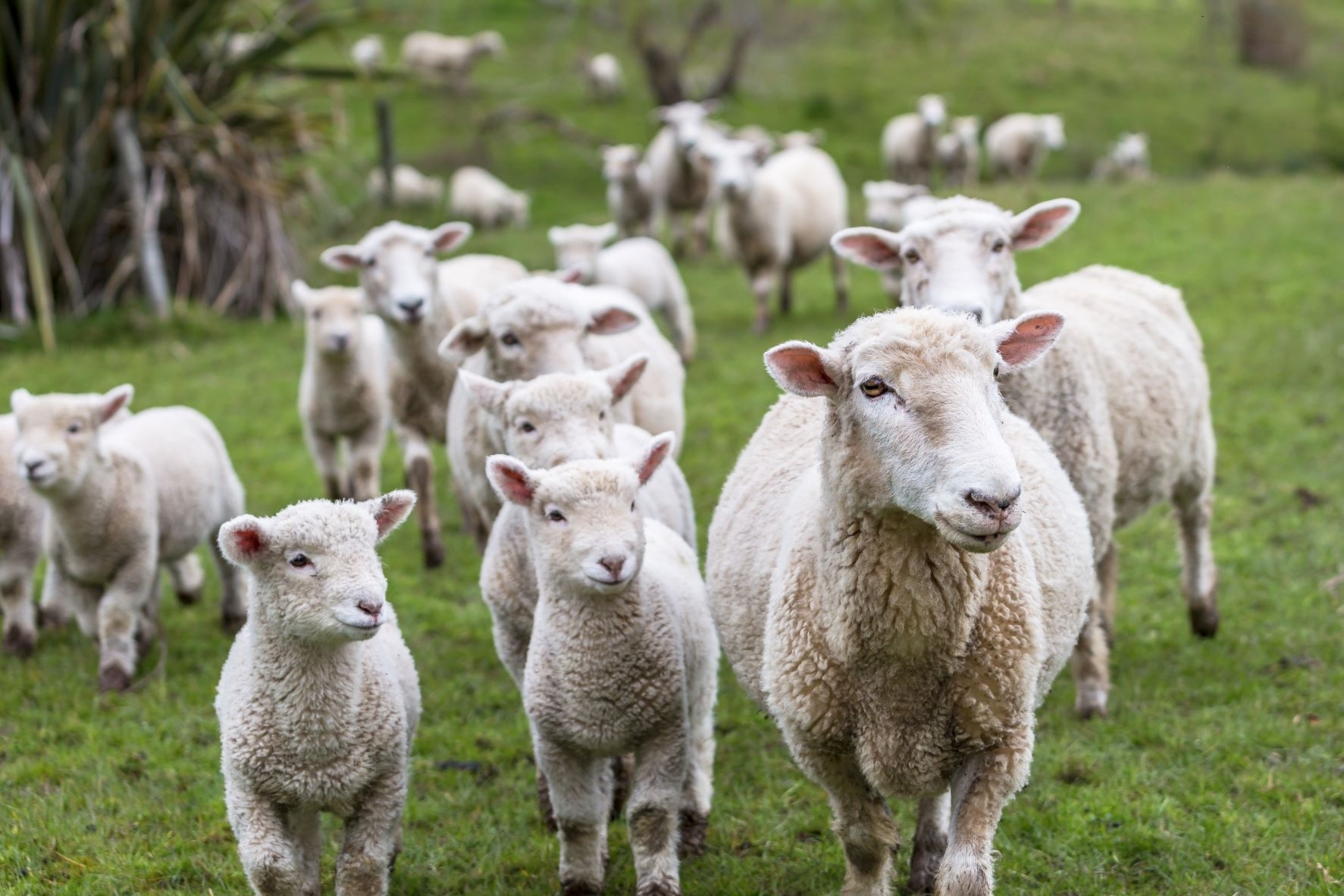 Avių augintojų kooperatyvo planuose – vienybė ir kokybė 