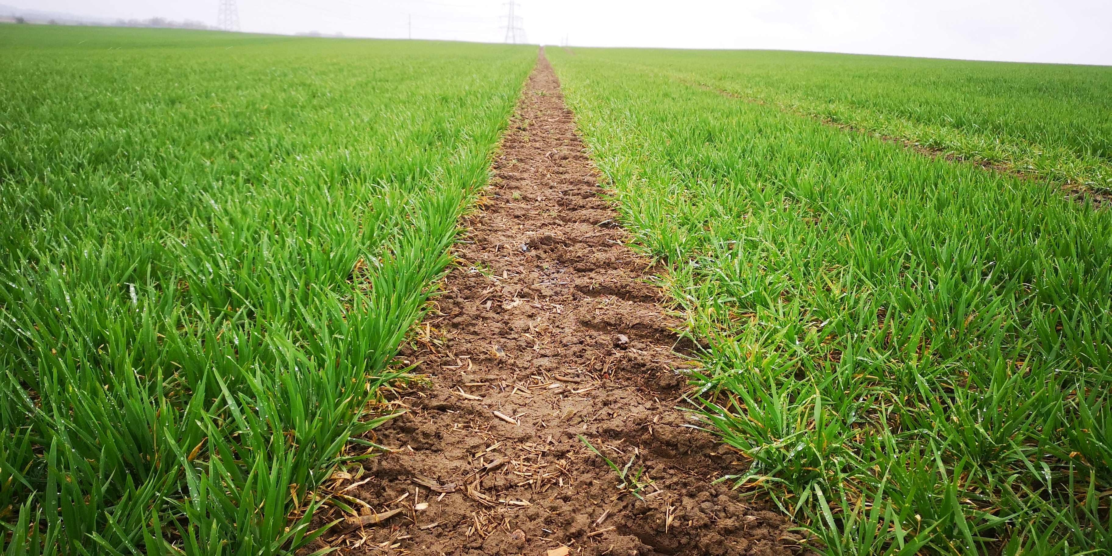 BASF fungicidų veiksmingumą kviečių pasėliuose įrodo bandymų rezultatai 