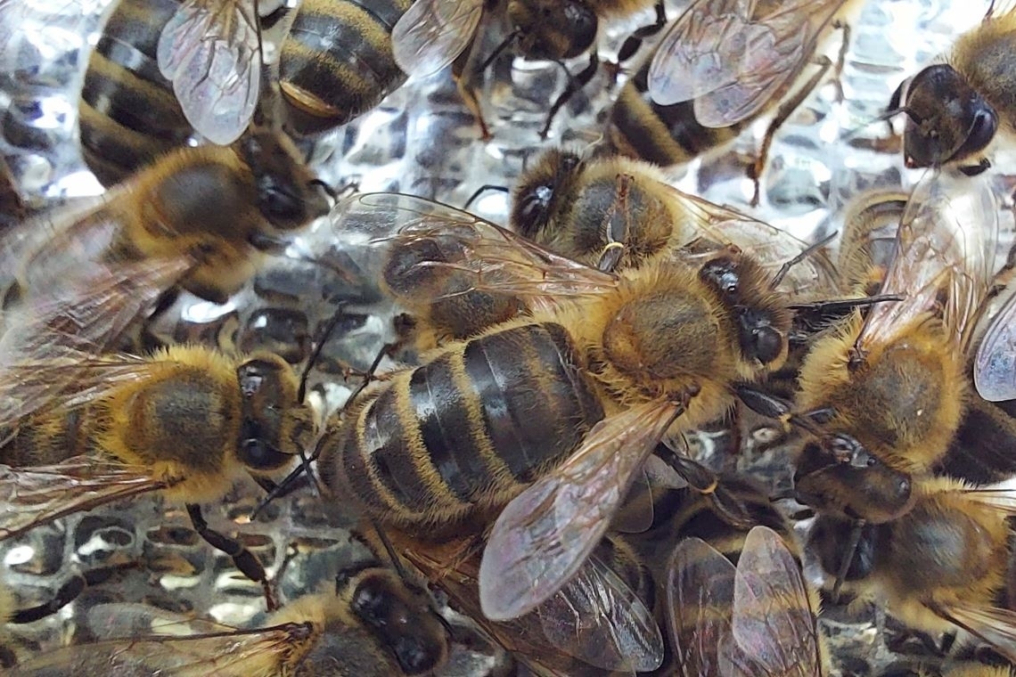 Europos tamsiąją medunešę bitę siūloma įrašyti į Saugomų gyvūnų, augalų ir grybų rūšių sąrašą