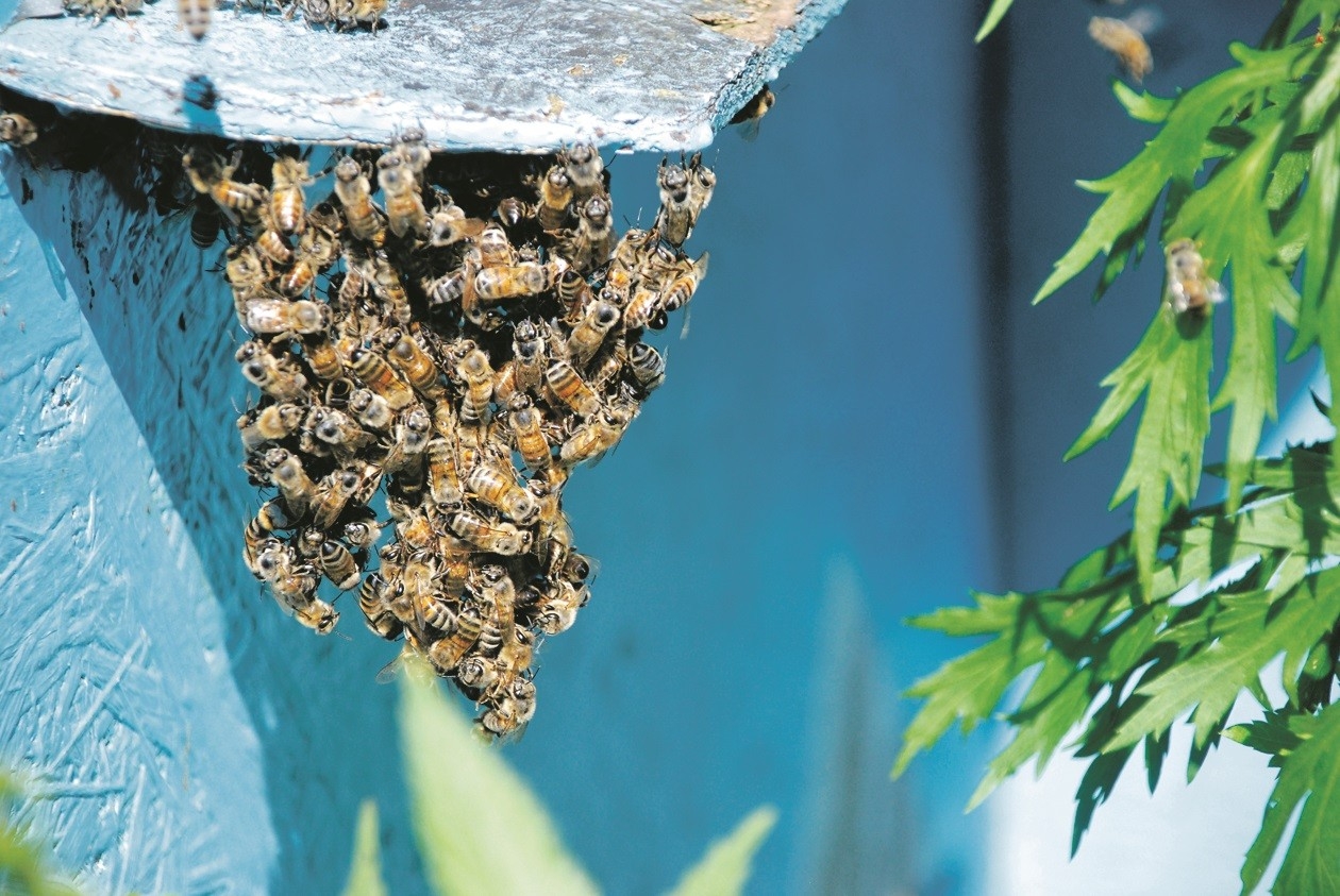 Kasdien rūpi šimtas bičių šeimų