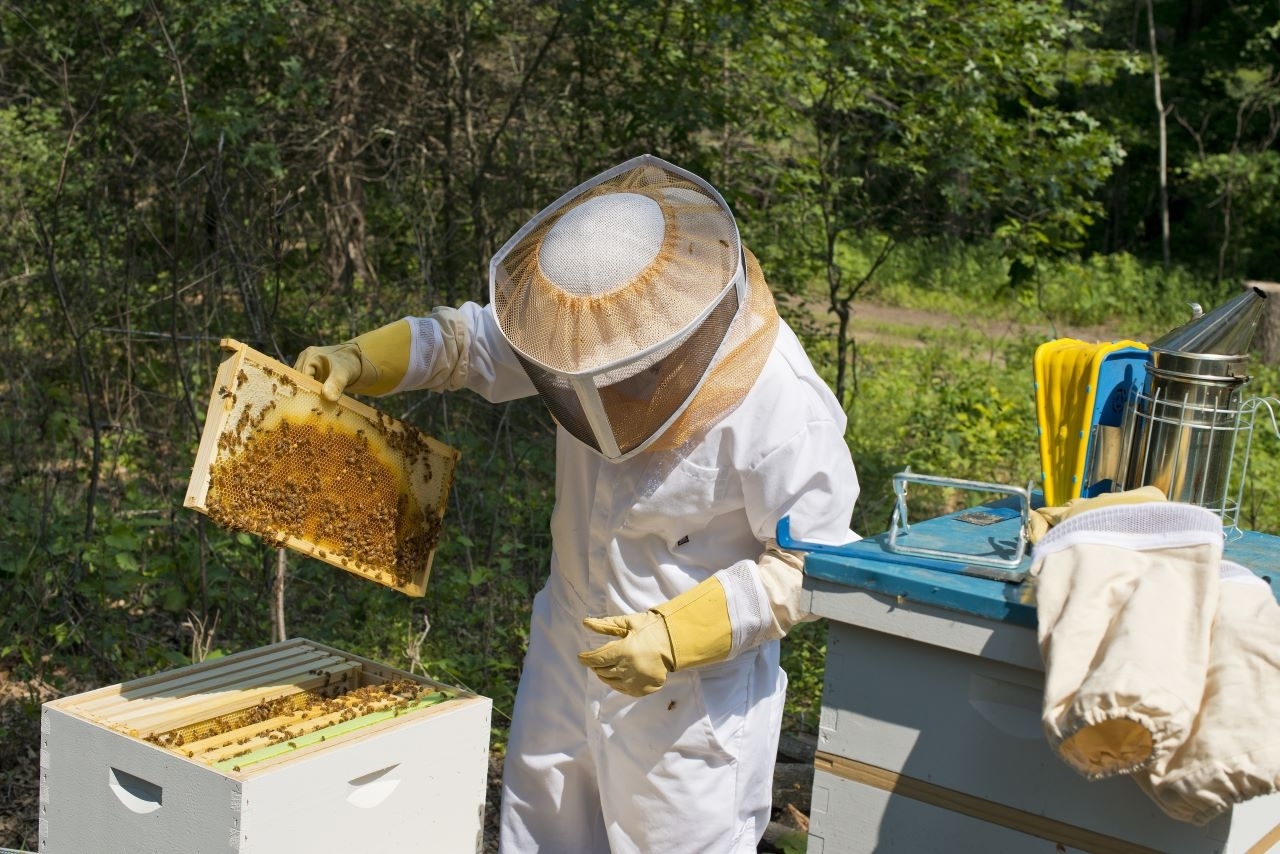 COVID-19 ir medus: bičių produktai kovoje su virusine infekcija ir jos padariniais