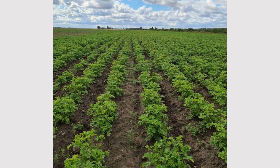 Bulvės „bėga“ iš daržininkų laukų